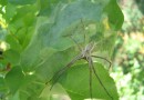 Nursery web spider ( Pisaura mirabilis )